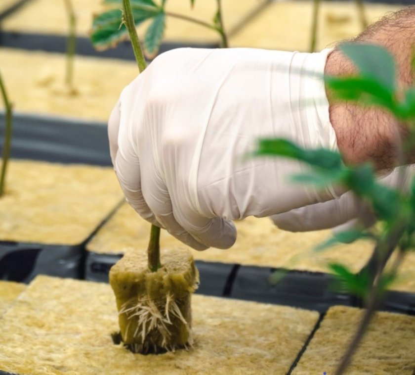 Stone wool is a very well-suited substrate for plants because it is inert, sterile, uniform, and retains its shape. It also allows water to flow through it easily, whilst partially retaining it. These properties help the delivery of water and fertiliser to the plants. Source: OpenRangeStock/Shutterstock.com Stone wool is a very well-suited substrate for plants because it is inert, sterile, uniform, and retains its shape. It also allows water to flow through it easily, whilst partially retaining it. These properties help the delivery of water and fertiliser to the plants. Source: OpenRangeStock/Shutterstock.com
