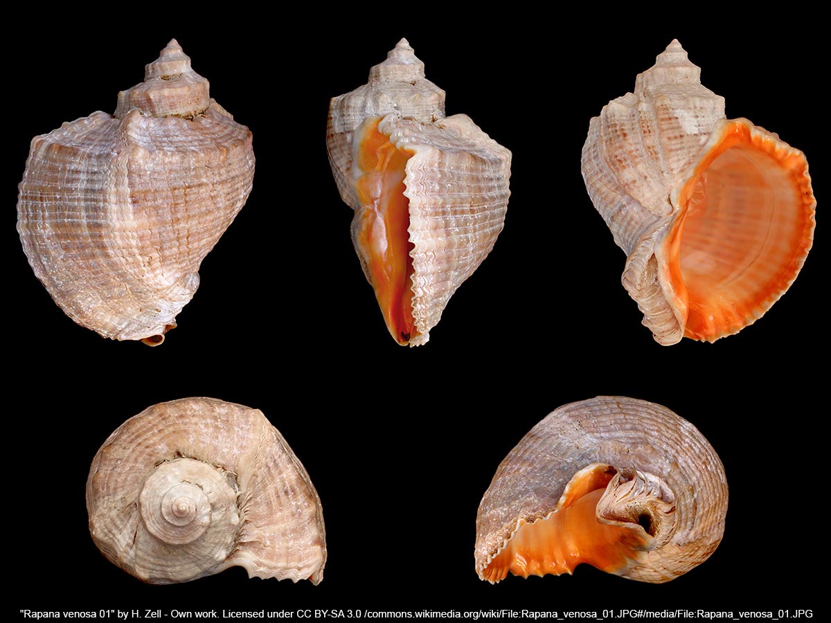 Rapana_venosa_01web.jpg Rapana_venosa_01web.jpg