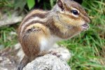 Siberische grondeekhoorn (Tamias sibiricus) (Foto: AndiW, Wikimedia Commons, 2003) Siberische grondeekhoorn (Tamias sibiricus) (Foto: AndiW, Wikimedia Commons, 2003)