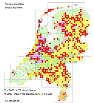 Verspreidingskaart Zwarte appelbes Verspreidingskaart Zwarte appelbes