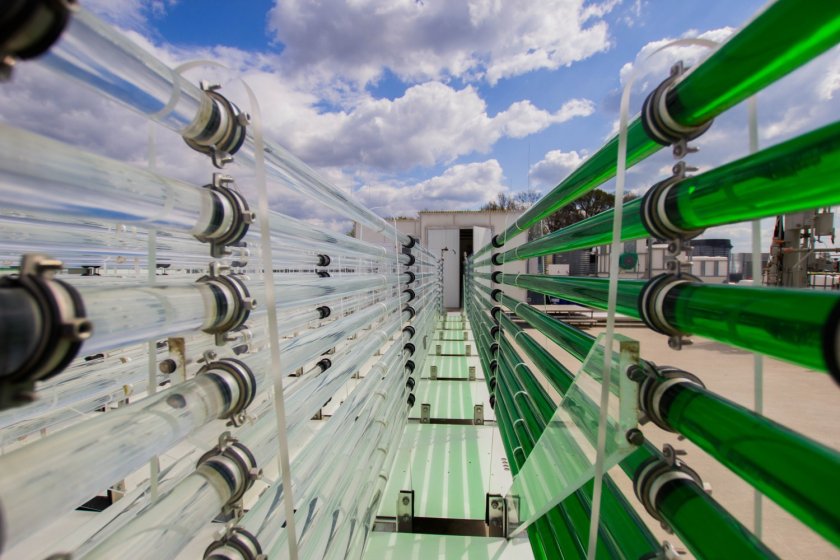 In Wageningen, algae grow in pipes. In Wageningen, algae grow in pipes.
