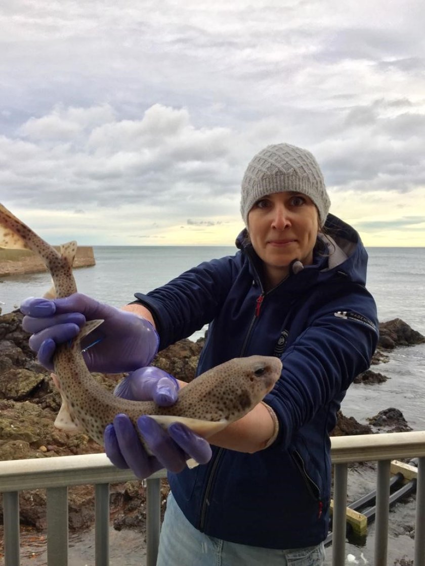 Researcher Annemiek Hermans is holding a small-spotted catshark Researcher Annemiek Hermans is holding a small-spotted catshark