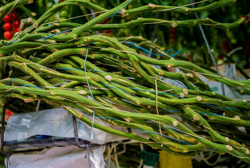 Although consumers are mainly interested in tomatoes, a greenhouse also produces roots, stems and leaves. The (economic) valorisation of this biomass will likely increase in the transition to a circular economy. Source: Roman Zaiets/Shutterstock.com Although consumers are mainly interested in tomatoes, a greenhouse also produces roots, stems and leaves. The (economic) valorisation of this biomass will likely increase in the transition to a circular economy. Source: Roman Zaiets/Shutterstock.com