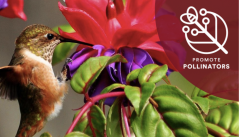promote-pollinators.png promote-pollinators.png